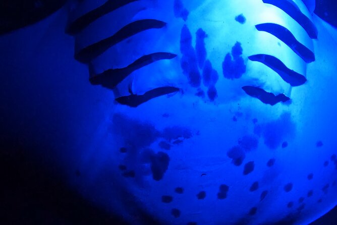 Manta Ray Night Snorkeling Adventure in Kailua-Kona - Post-Snorkeling Warmth and Relaxation