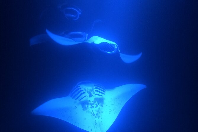 Manta Ray Snorkeling by Night in Kailua-Kona, Hawaii - Getting to the Tour Meeting Point