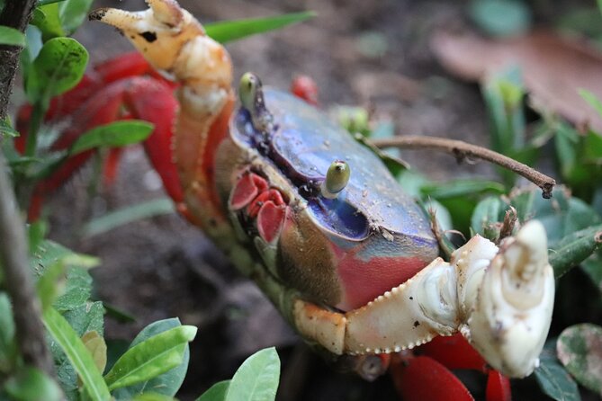 Manuel Antonio National Park Tour - Preparing for Your Visit