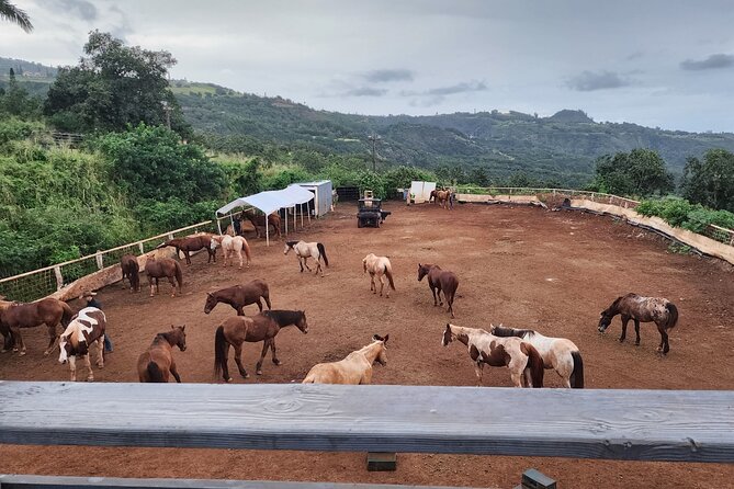 Maui Horseback Adventure at Circle M Ranch With Real Cowboys - Traveler Reviews and Recommendations