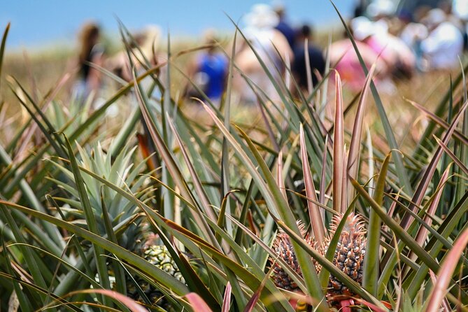 Maui Pineapple Farm Tour in Haliimaile - Pineapple Growing and Cultivation