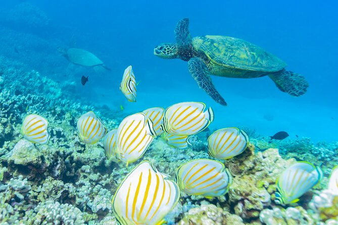 Molokini Crater and Turtle Town Snorkeling From Kihei - Preparing for the Excursion