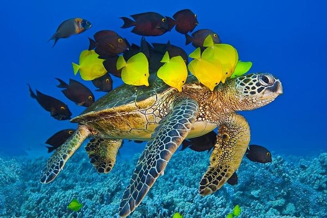 Molokini Crater Zodiac Adventure: Snorkel and Turtle Cove Swim - Guest Feedback and Recommendations