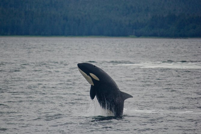 Narrated Whale Watching Cruise With Glacier View Stop - What to Expect During the Tour