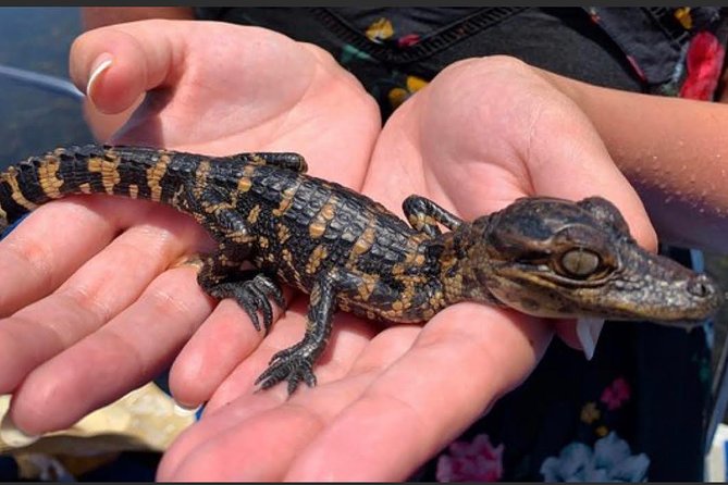 New Orleans Small-Group Airboat Swamp Tour - Safety and Additional Information