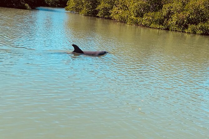 New Smyrna Dolphin and Manatee Kayak and SUP Adventure Tour - Planning Your Adventure