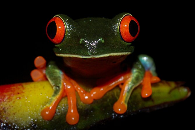 Night Tour La Fortuna - Booking and Reservations