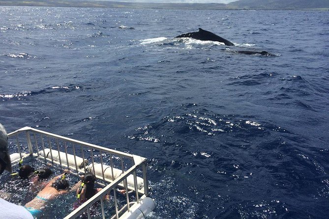 Oahu Shark Dive - Customer Testimonials