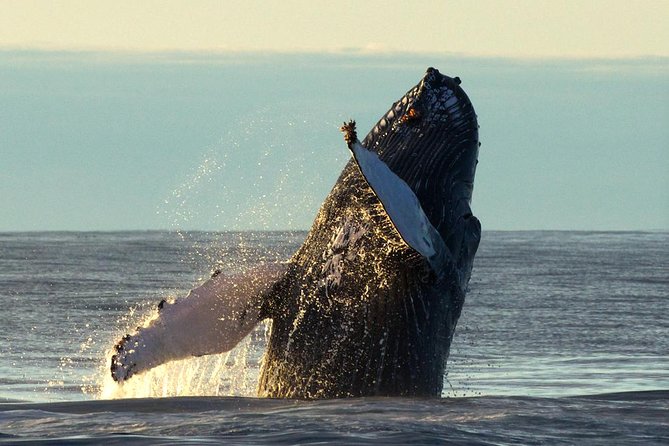 Original Big Whale Safari and Puffins RIB Boat Tour From Húsavík - Accessibility and Accommodations