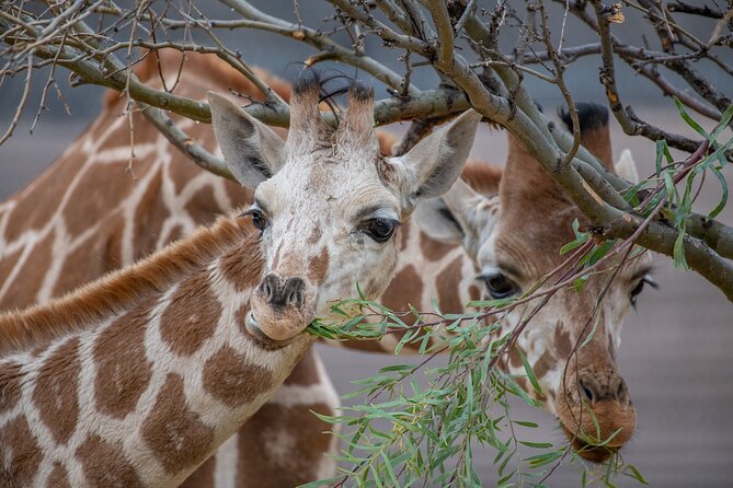 Out of Africa Wildlife Park Admission Ticket - Visitor Tips and Recommendations
