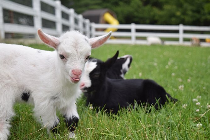 Premium Amish Country Tour Including Amish Farm and House - Self-Guided Tour of Historic Farmstead