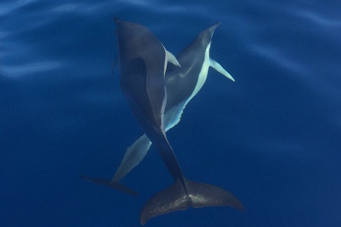 Private Dolphin and Whale Watching Tour in Madeira - Booking and Planning Your Adventure