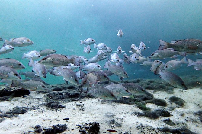 Private OG Manatee Snorkel Tour With Guide for up to 10 People - Gear and Amenities Included