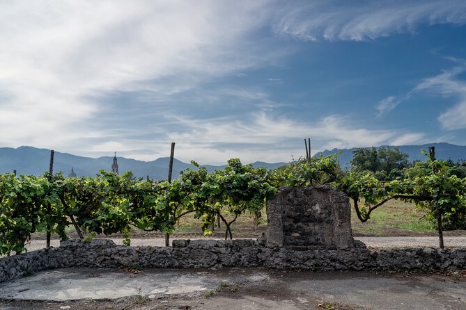 Private Pompeii Wine Tasting With Lunch - Reviewing the Customer Experiences and Feedback
