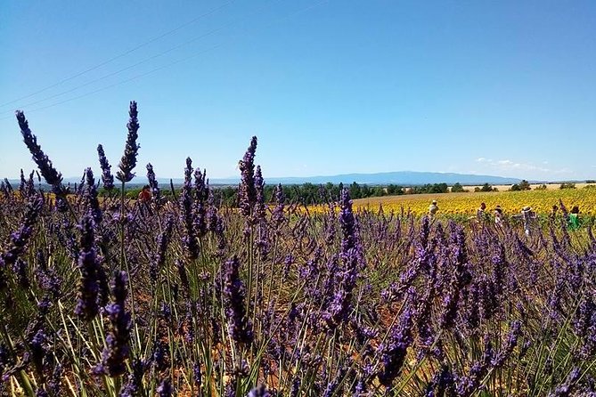 Provence Lavender Fields Tour From Aix-En-Provence - Discovering the Beauty of Provence