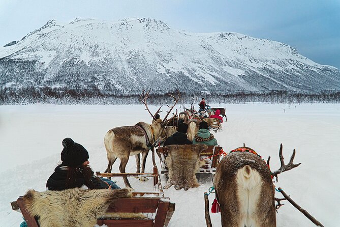 Reindeer Sledding and Feeding With Sami Culture in Tromso. - How to Prepare for Your Adventure