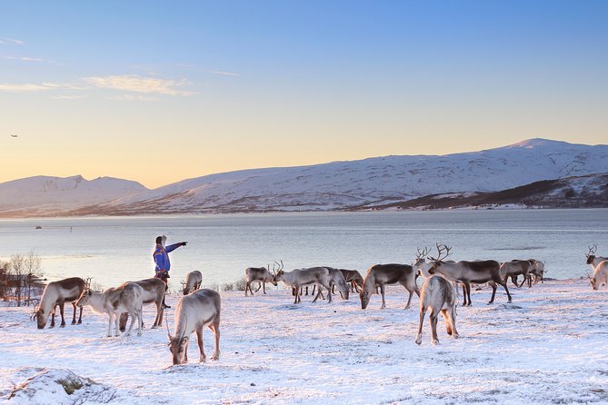 Reindeer Sledding Experience and Sami Culture Tour From Tromso - Tour Logistics and Booking