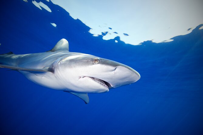Safe and Educational Shark Dive From Haleiwa: Sharks Guaranteed - Why Choose This Shark Dive Adventure