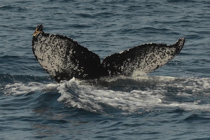 San Diego Whale Watching Tour - The Whale Watching Experience