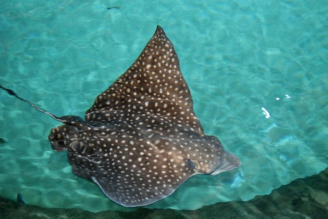 Shark and Wildlife Viewing Adventure in Key West - Customer Feedback and Ratings