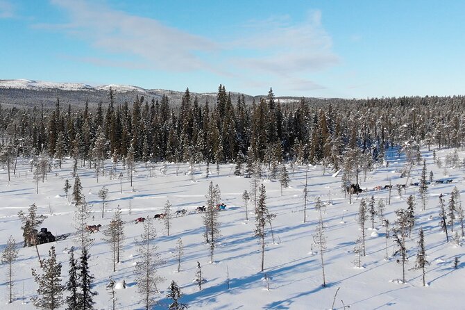 Sit Down Husky Ride Dog Sled Tour in Kiruna - Preparing for Your Dog Sled Adventure