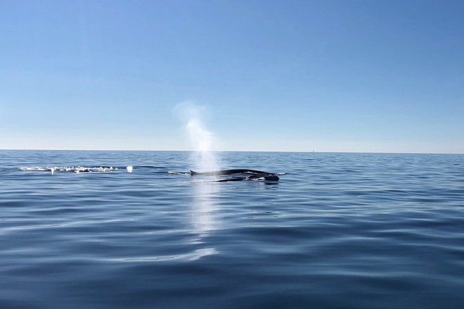 Small Group Dolphin and Wildlife Watching Tour in Faro - Responsible Tourism Practices