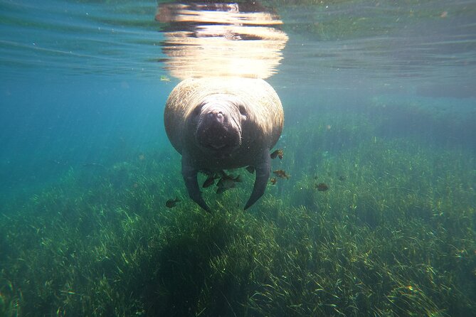 Small Group Manatee Snorkel Tour With In-Water Guide and Photographer - Recommended Packing and Attire