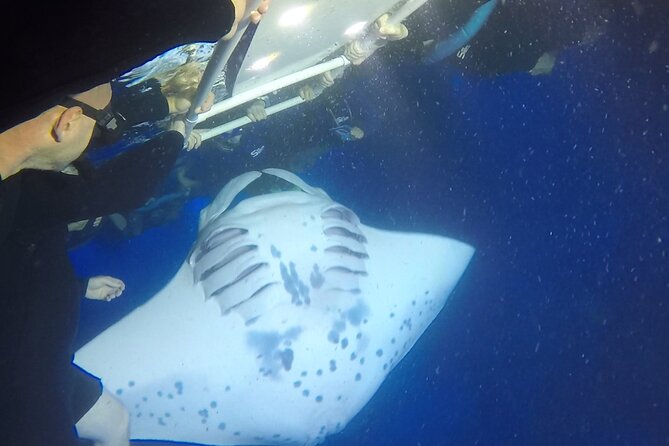 Small-Group Manta Ray Moonlight Snorkel From Kona - Booking Flexibility and Confirmation