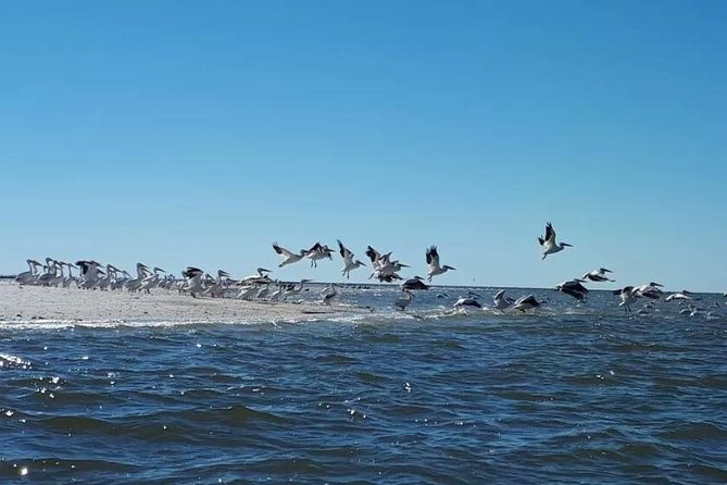 Small Group Motorboat Eco Tour of the Everglades - Customer Feedback and Praise
