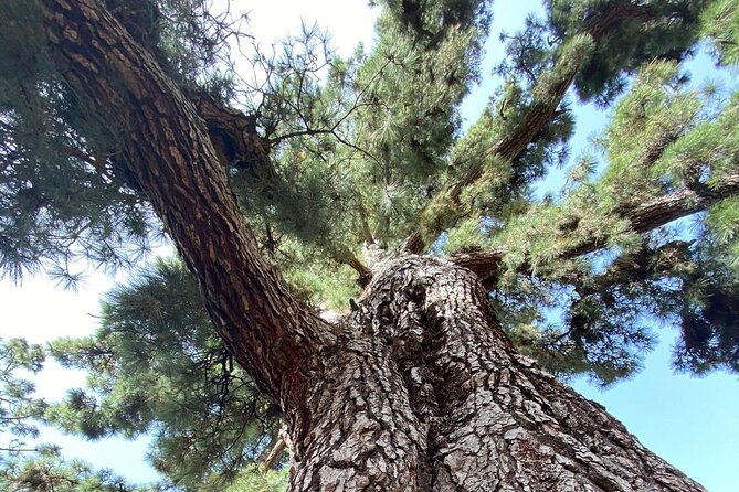 Small Group Teide National Park Volcanic and Forest Wonders - Highlights of an Exceptional Tour Experience