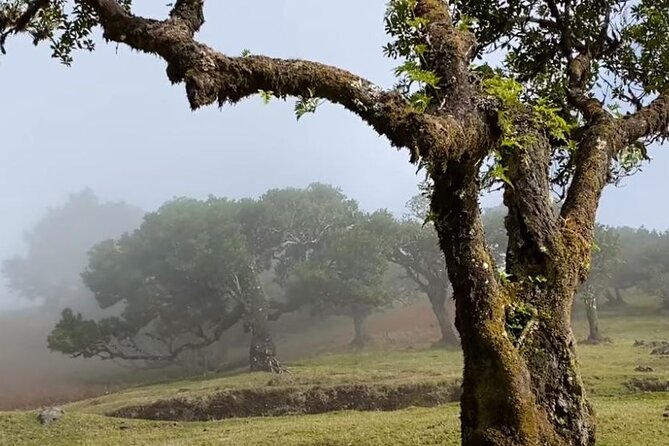 Small Group West Tour Waterfalls & Fanal Forest Tour - Taking in the Fanal Forest
