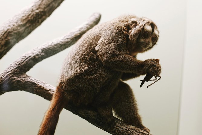 Smithsonian Museum of Natural History - Exclusive Guided Tour - What to Expect During the Tour