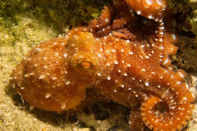 Snorkeling and Boat Trip in Crete With Free Certification! - Operator Information