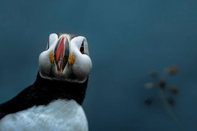 South Coast Sagas: Small Group Tour From Reykjavik - Pricing and Booking Information