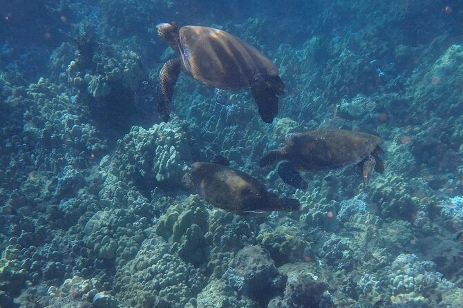 South Shore Turtle Kayak and Snorkel Experience - Encounter With Marine Life