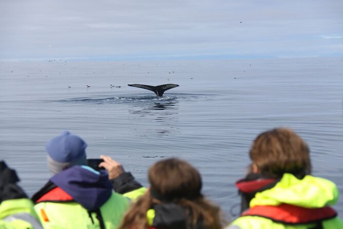 Speedboat Whale Watching Small-Group Tour in Reykjavik - Why You Should Choose This Tour