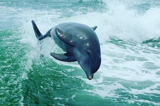 St. Pete Beach Dolphin Racer Adventure - Tips for a Successful Dolphin Racer Adventure