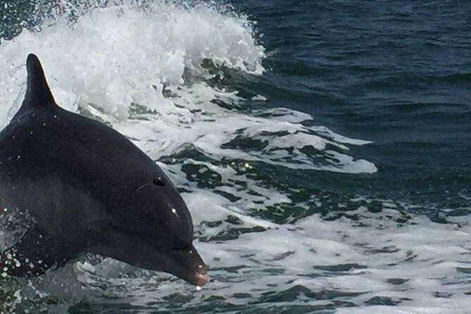 Sunset Dolphin Cruise With Sanibel Lighthouse Views - Customer Feedback and Testimonials