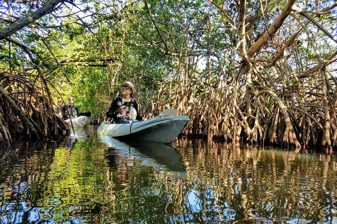 Sunset Tour Mangrove, Dolphins, Manatee #1 Rated in Cocoa Beach - Positive Guest Feedback