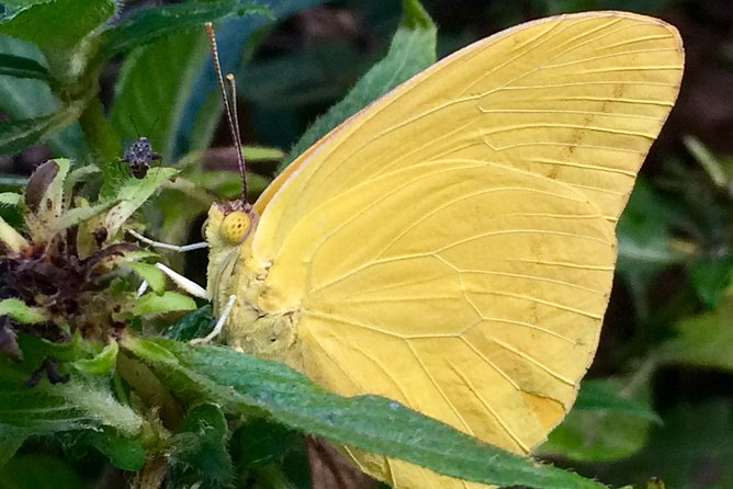 The Maui Butterfly Farm Tour - Nearby Attractions and Accessibility