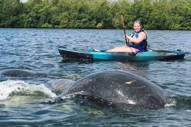 Thousand Island Mangrove Tunnel, Manatee & Dolphin Kayak Tour W/Cocoa Kayaking - Exploring Cocoa Beachs Thousand Islands