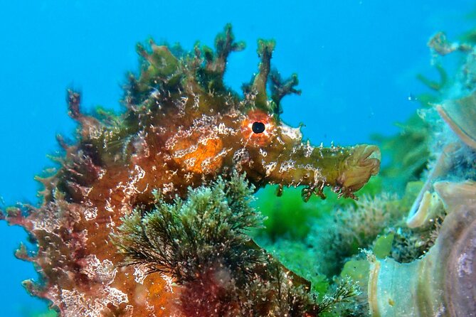 Try Scuba Diving | 2 Dives - Preparing for Your Scuba Adventure