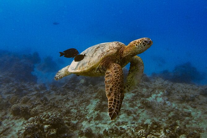 Turtle Canyon Snorkel From Waikiki (Turtles GUARANTEED!) - Frequently Asked Questions About the Turtle Canyon Snorkel