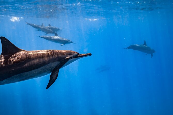 Turtle Canyon Snorkel: Semi Private Boat Tour - Additional Information and Tips