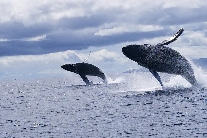 Ultimate Whale Watch, 2 Hour (Lahaina) Raft Style - What to Expect on the Tour