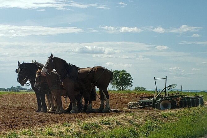 Unique Amish Immersion in Lancaster - Traveler Testimonials and Recommendations
