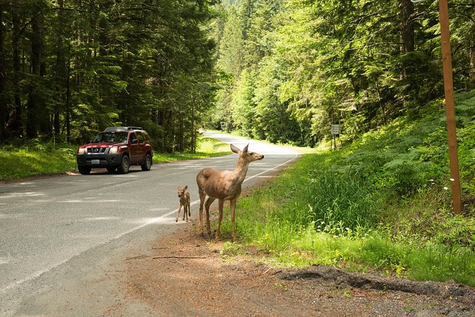 Viator Exclusive Tour- Olympic National Park Tour From Seattle - Trekking Through Sol Duc Valley