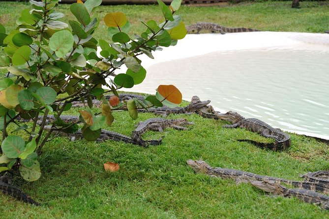 VIP Private Airboat Tour Near Orlando - On-Site Dining and Additional Activities