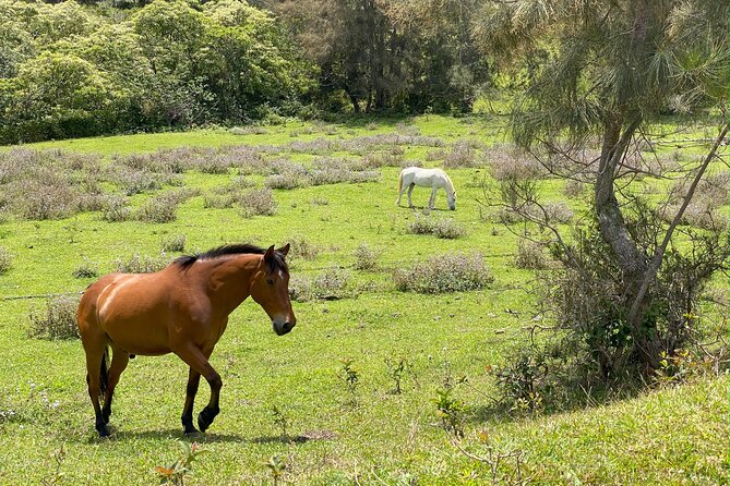 Waipi'o on Horseback: Mountain Ocean Views Working Cattle Ranch - Booking and Cancellation Policy