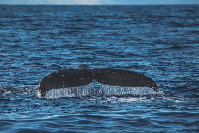 Whale Watching Cruise With Open Bar From Kaanapali Beach - What to Expect During the Whale Watching Tour
